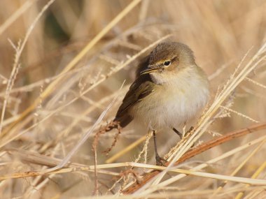 çıvgın, phylloscopus collybita