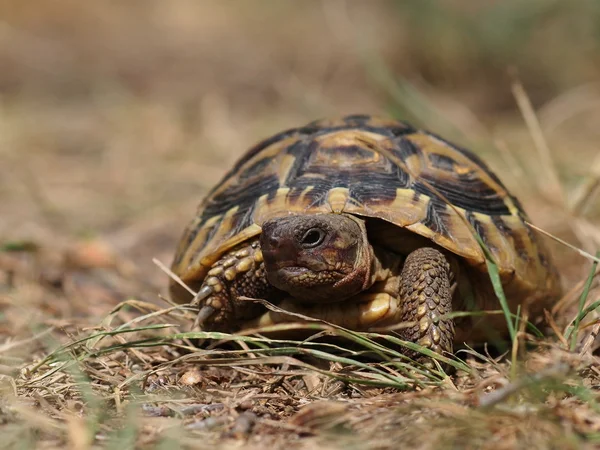 Tartaruga de Hermann, tartaruga na grama — Fotografia de Stock