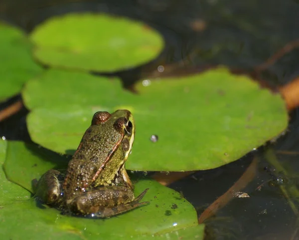 沼泽青蛙，林蛙 ridibunda — 图库照片