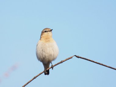 Kuzey kuyrukkakan, oenanthe oenanthe