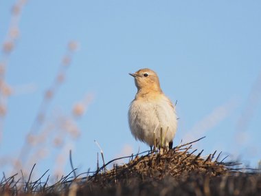 Northern Wheatear, Oenanthe oenanthe clipart