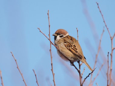 Tree Sparrow on branch, Passer montanus clipart