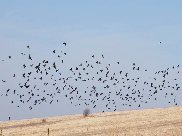鳥 （カラス、ミヤマガラスの群れ) — ストック写真