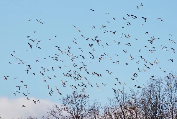 Kuşlar ahşap güvercin, columba palumbus sürüsü — Stok fotoğraf