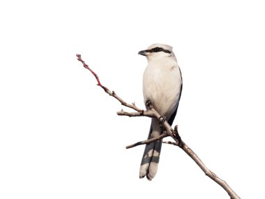 Northern Grey Shrike isolated on white background, Lanius excubitor clipart