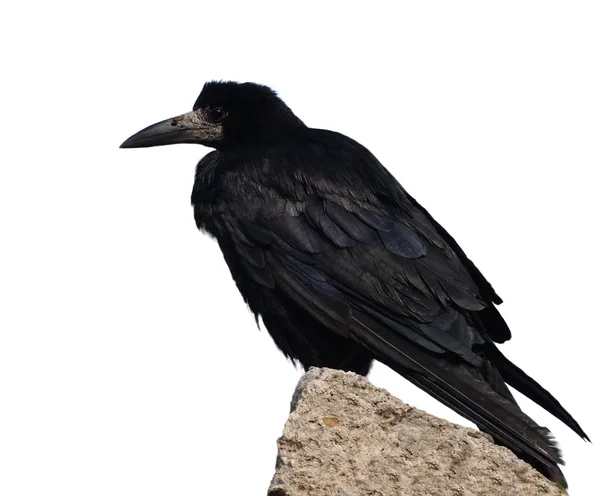Rook isolato su sfondo bianco, Corvus frugilegus — Foto Stock