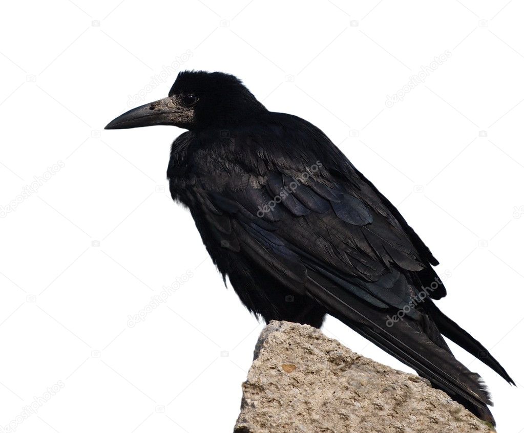 Rook isolated on white background, Corvus frugilegus