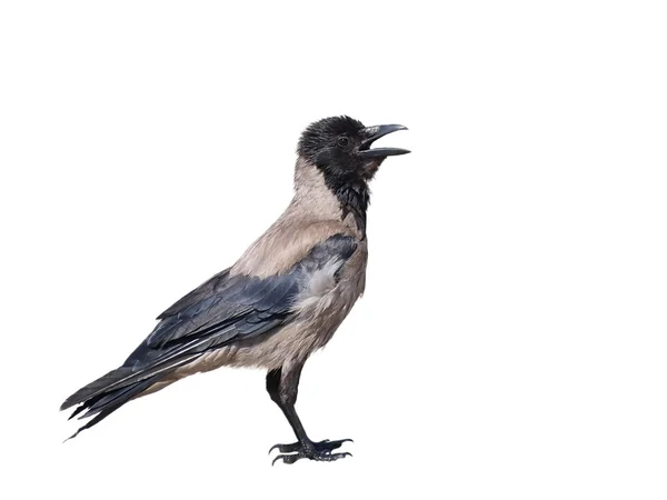 Corvo com capuz isolado no fundo branco, Corvus corone cornix — Fotografia de Stock