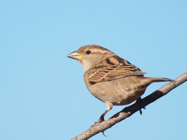 Evi sparrow, passer domesticus