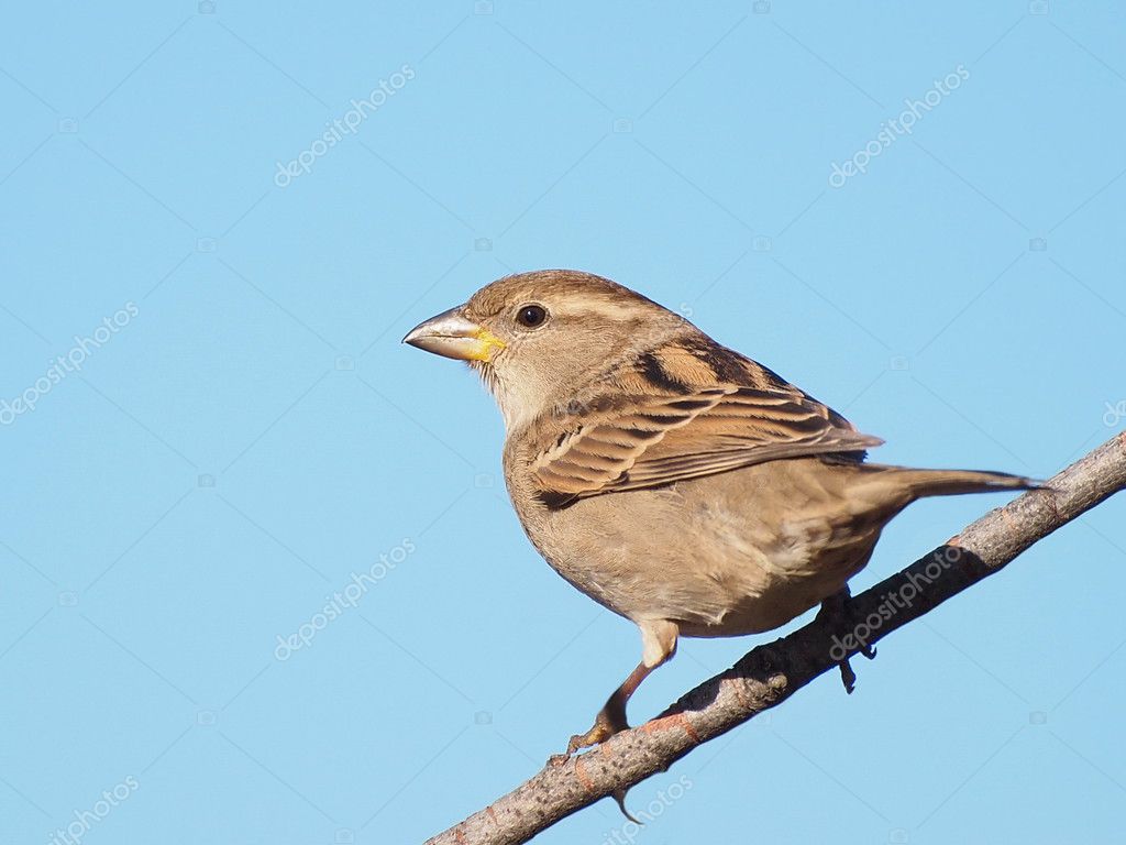 Дом Воробьев, Passer domesticus — Стоковое фото © dusan964 #8348699