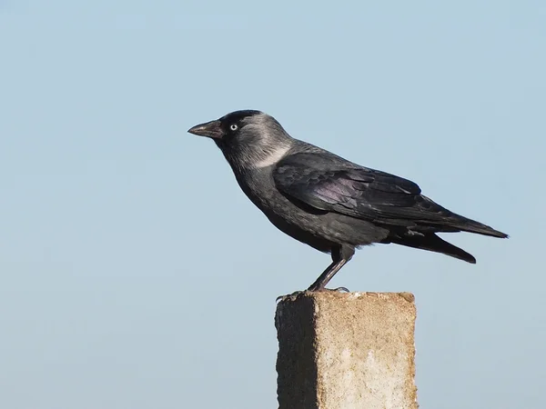 Jackdaw, Corvus monedula — Stock Photo, Image
