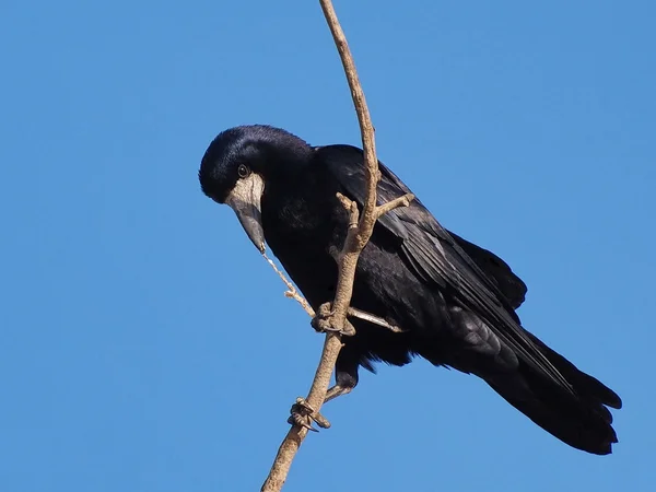 Rook with prey, Corvus frugilegus — Stock Photo, Image