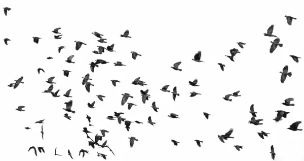 Nyáj madarak elszigetelt fehér background (bástya és Csóka) — Stock Fotó