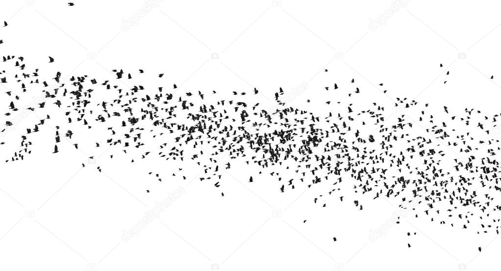 Flock of birds isolated on white background (Rook and Jackdaw)