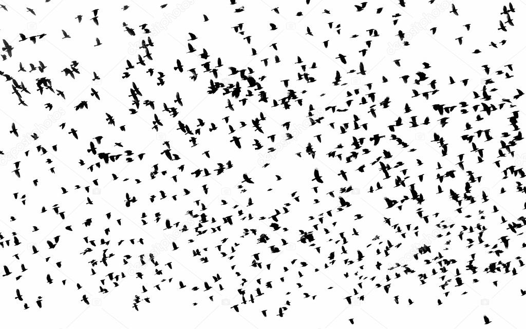 Flock of birds isolated on white background (Rook and Jackdaw)