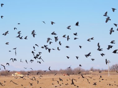 kuşlar, küçük karga, corvus monedula sürüsü