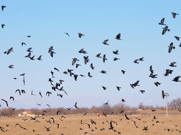 Kuşlar, küçük karga, corvus monedula sürüsü — Stok fotoğraf