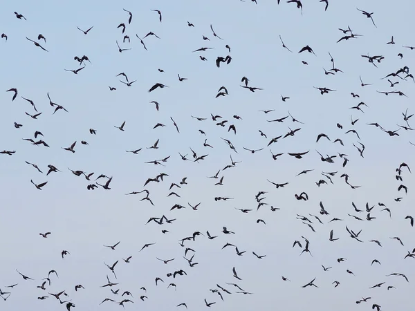 Vogelschar am blauen Himmel — Stockfoto