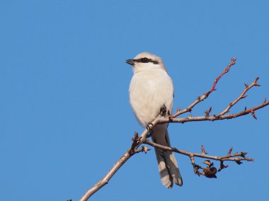 Northern Grey Shrike, Lanius excubitor clipart