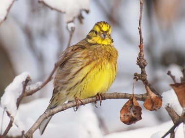 Yellowhammer dalı, emberiza citrinella