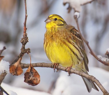 Yellowhammer dalı, emberiza citrinella