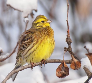 Yellowhammer dalı, emberiza citrinella