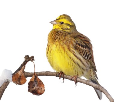 Yellowhammer isolated on white background, Emberiza citrinella clipart
