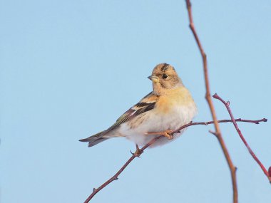 dağ ispinozu, ispinoz montifringilla
