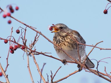 Fieldfare, Turdus pilaris clipart