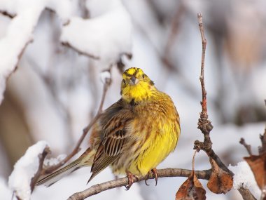 Yellowhammer dalı, emberiza citrinella