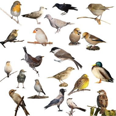 Set of photographs of birds isolated on white background