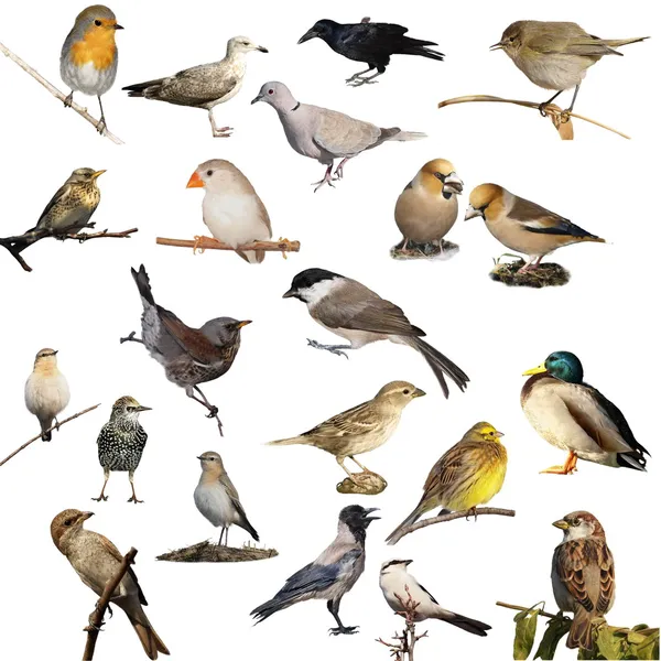 Ensemble de photographies d'oiseaux isolés sur fond blanc Photo De Stock