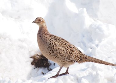 ortak sülün kadın, phasianus colchicus