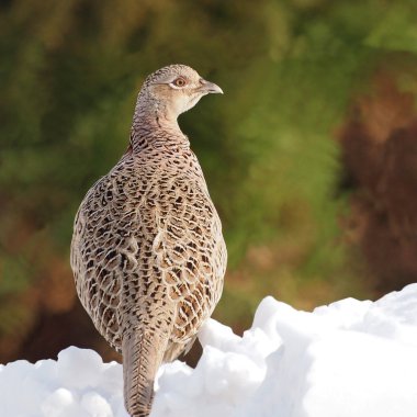 ortak sülün kadın, phasianus colchicus