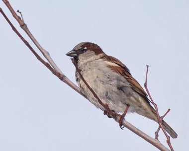 Evi sparrow, passer domesticus