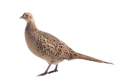 Common Pheasant female isolated on white background clipart