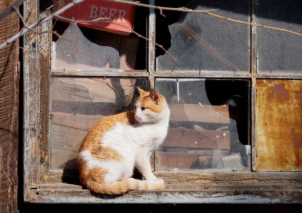 Gelbe weiße Katze am alten Fenster — Stockfoto