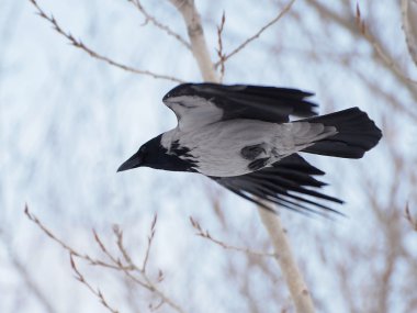 Uçuş, corvus corone cornix kukuletalı karga