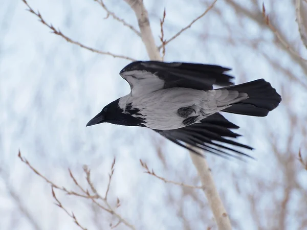 Hooded crow in flight, Corvus corone cornix