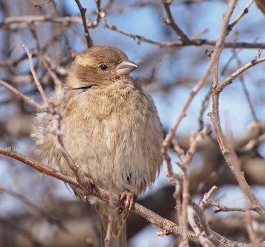 Evi sparrow, passer domesticus