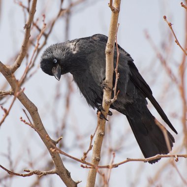 Grajilla, corvus monedula