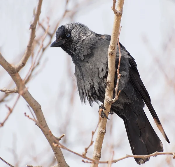 Guacamayo, Corvus monedula — Foto de Stock