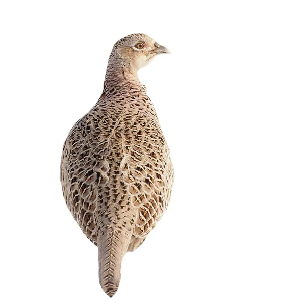 Common Pheasant female isolated on white background — Stock Photo, Image