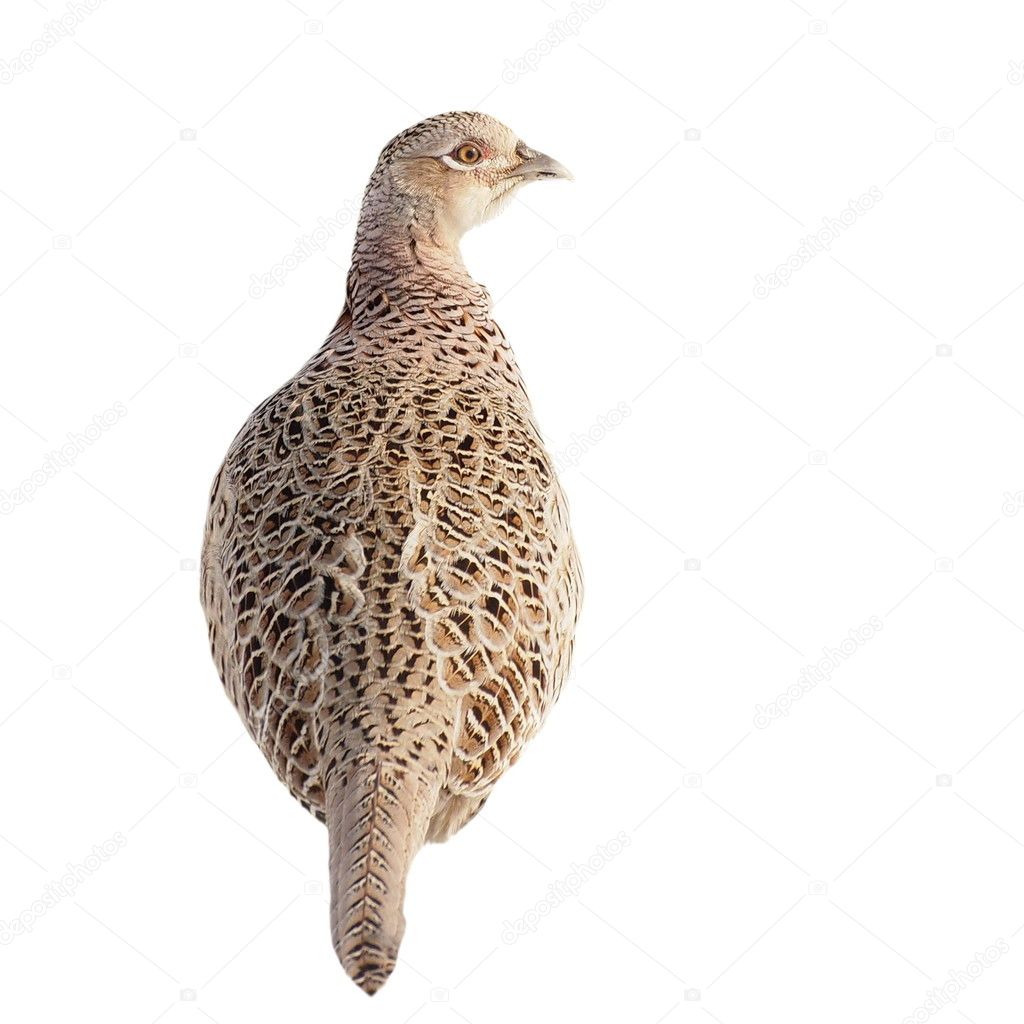 Common Pheasant female isolated on white background
