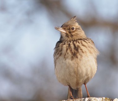 Crested Lark, Galerida cristata clipart