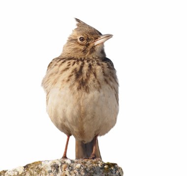 Crested Lark isolated on white background, Galerida cristata clipart