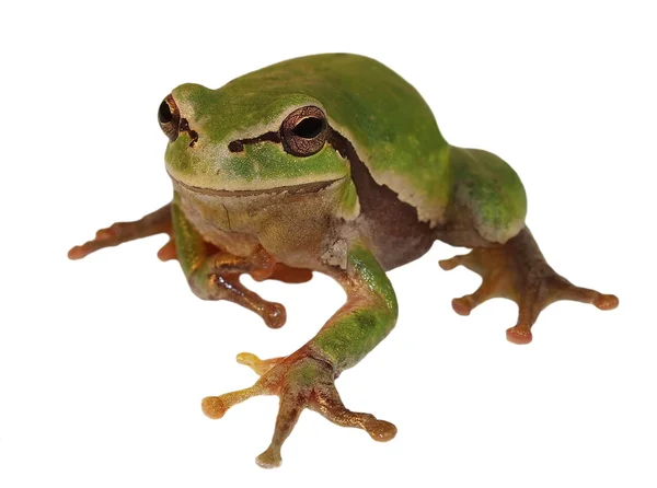 Sapo europeu isolado sobre fundo branco, Hyla arborea — Fotografia de Stock