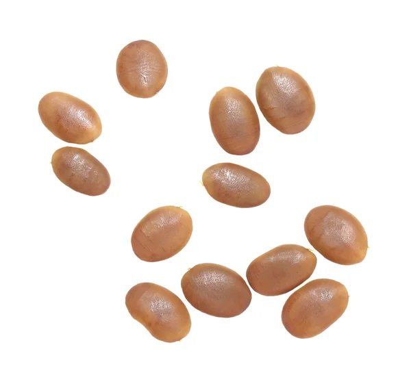 Macro semi di acacia — Foto Stock