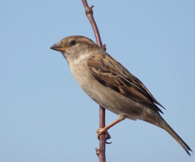 Evi sparrow, passer domesticus