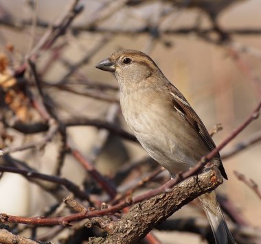 Evi sparrow, passer domesticus